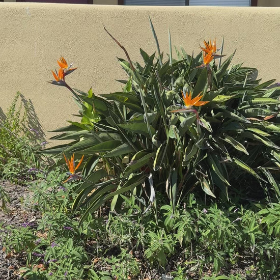 video of strawberry quilted tote bag, gift, texture