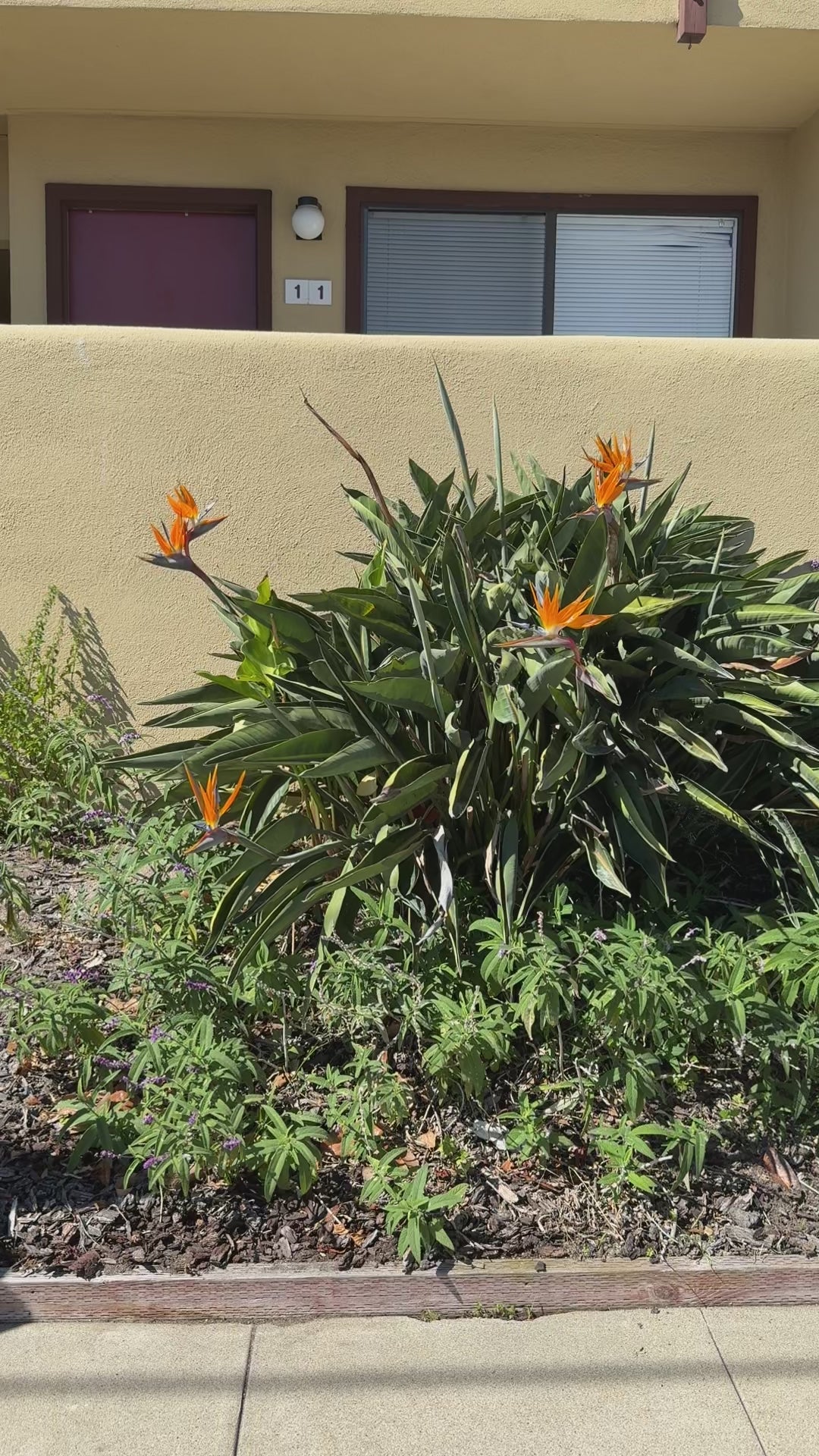 video of strawberry quilted tote bag, gift, texture